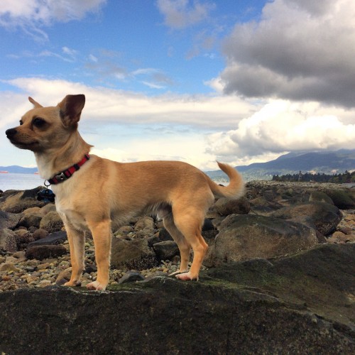 Pet Feature – Point Grey Living Magazine